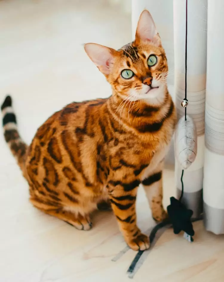Cat Breeds