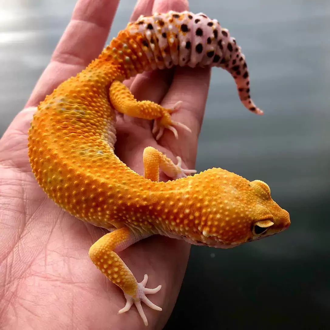 Reptile Species's