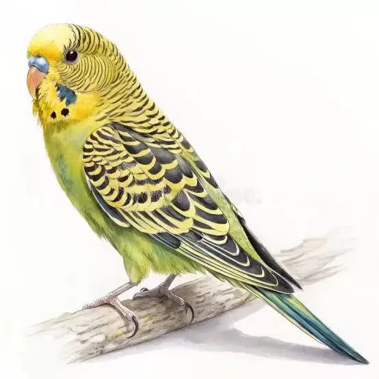 Birds species's