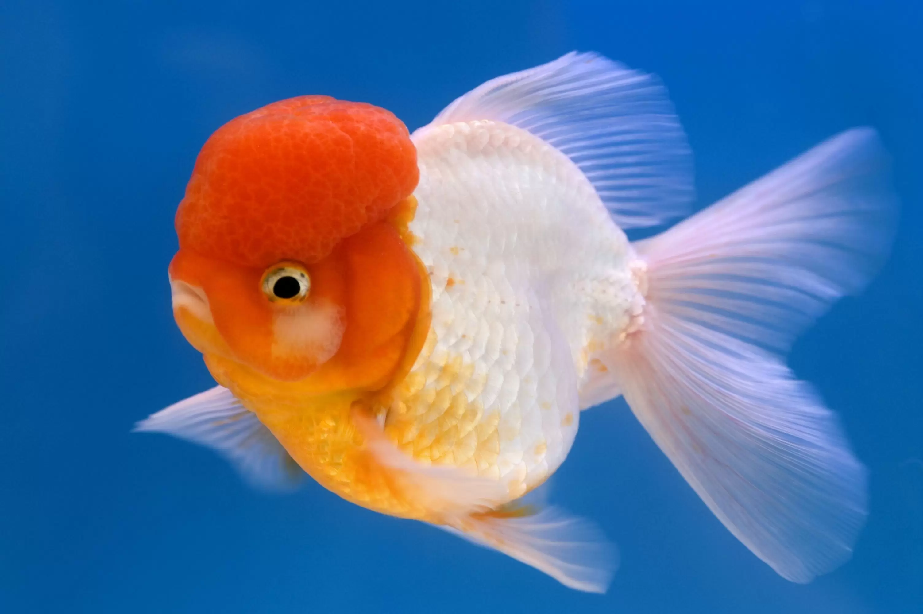 Fish Species's