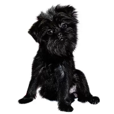 Dog Breeds