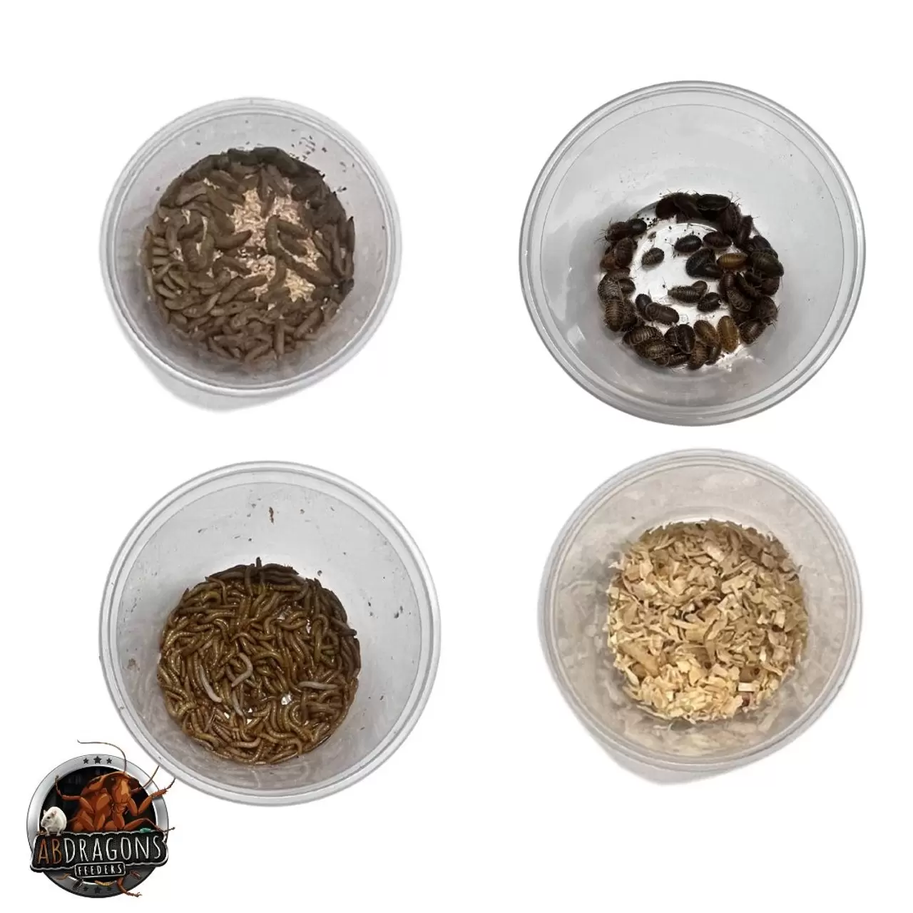 Crested Gecko Live Feeder Bundle- Adult