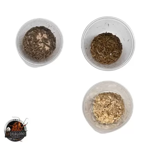Fat Tail Gecko Live Feeder Bundle- Adult
