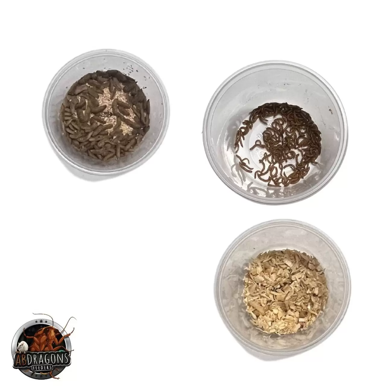 Fat Tail Gecko Live Feeder Bundle- Juvenile