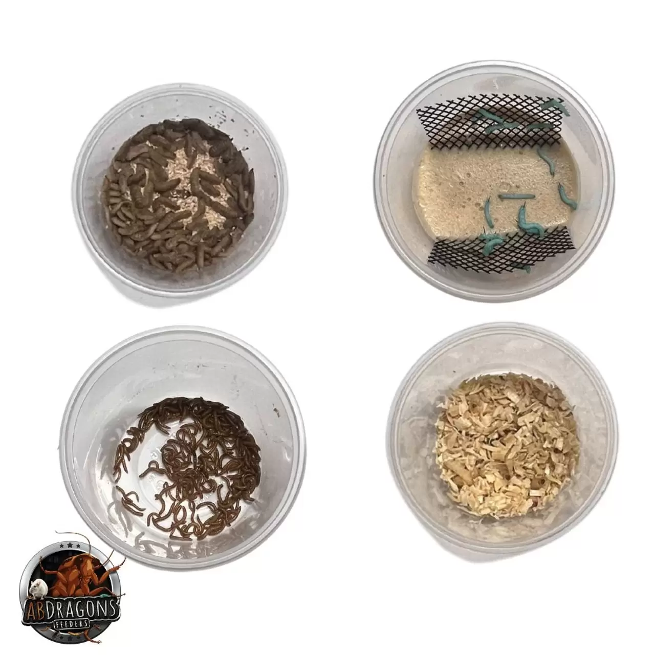 Leopard Gecko Live Feeder Bundle- Juvenile