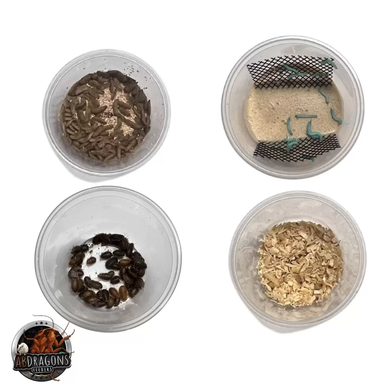 Bearded Dragon Feeder Bundle- Adult