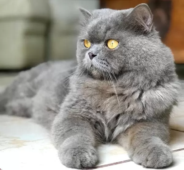Persian Cat