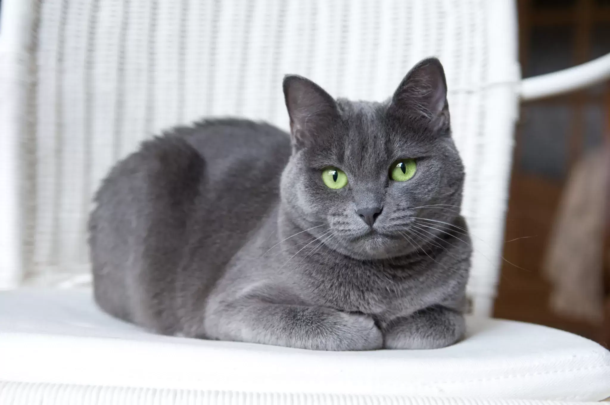 Russian Blue