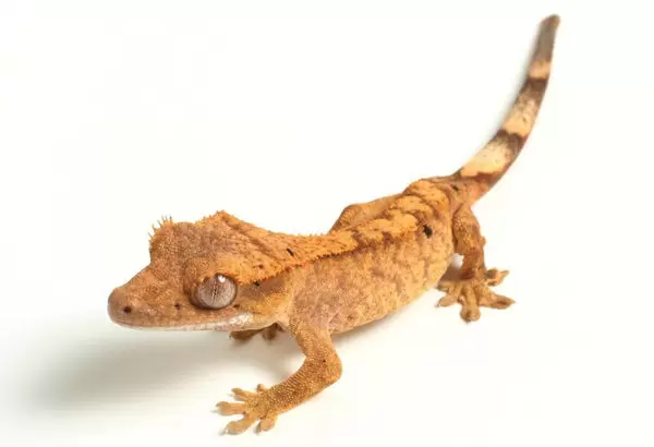 Crested Geckos