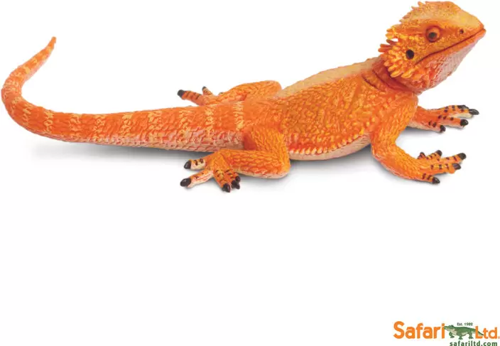 Bearded Dragons