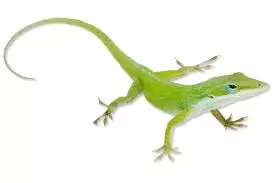 Anoles