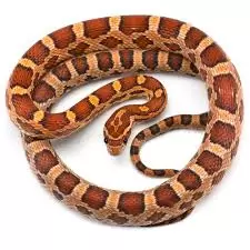 Corn Snakes