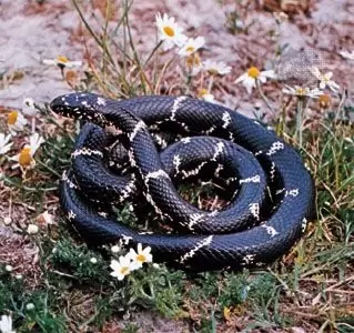 King Snakes