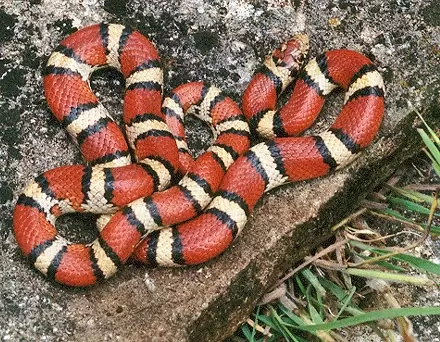 Milk Snakes