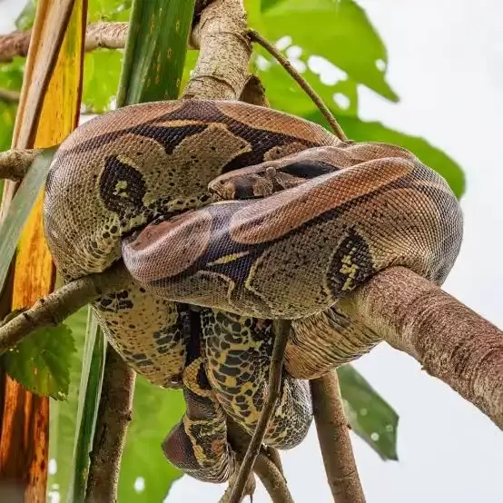 Boa Constrictors