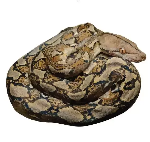 Reticulated Pythons