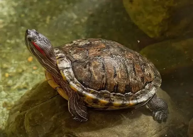 Red-Eared Sliders