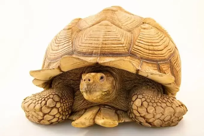 Sulcata Tortoises