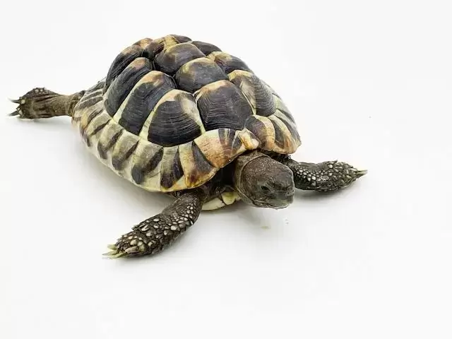 Hermann’s Tortoises