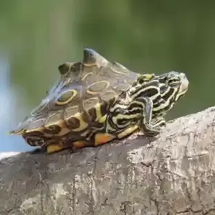 Map Turtles