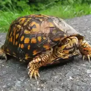 Box Turtles