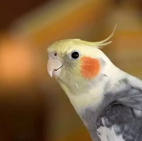 Cockatiels