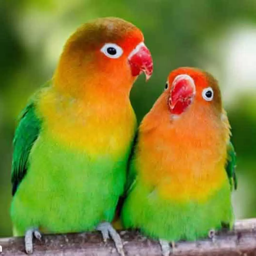 Lovebirds