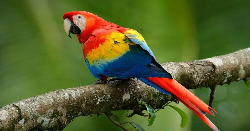 Macaws