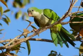 Quaker Parrots