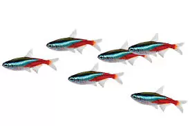Tetras