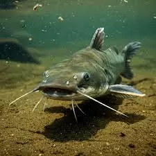 Catfish