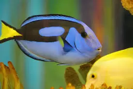 Tangs