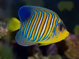 Angelfish