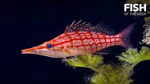 Hawkfish