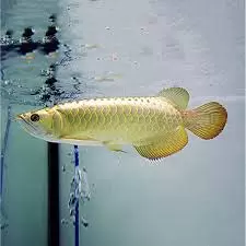 Arowana