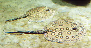 Freshwater Stingrays