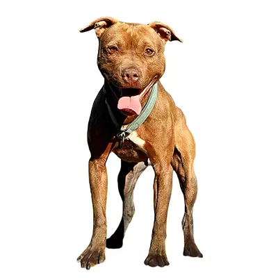 American Pit Bull