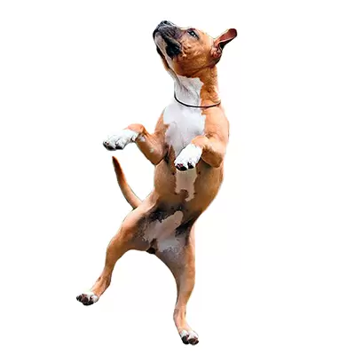 American Staffordshire Terrier Puppies