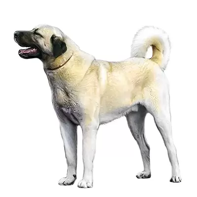 Anatolian Shepherd Dog (Turkish Kangal Dog)