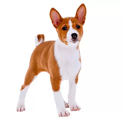 Basenji Puppies