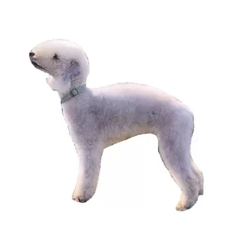Bedlington