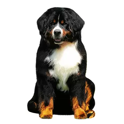 Bernese Mountain Dog