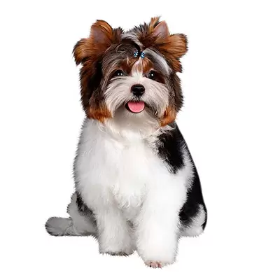 Biewer Terrier