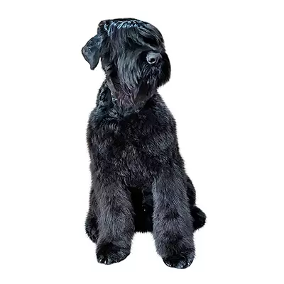 Black Russian Terrier