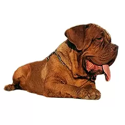 Bordeaux Mastiff (Dogue de Bordeaux, French Mastiff)