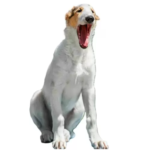 Borzoi