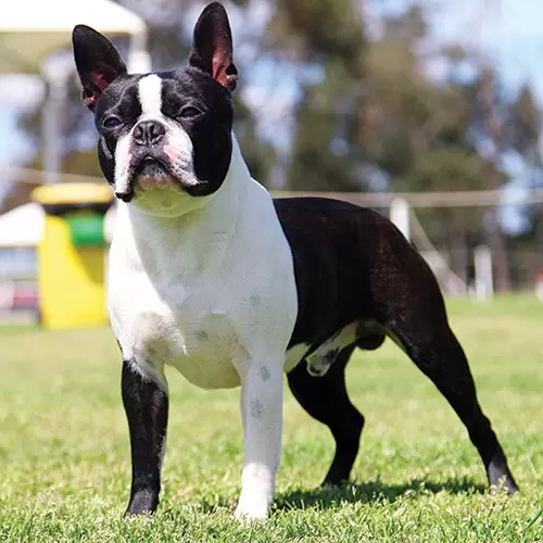 Boston Terrier Puppies
