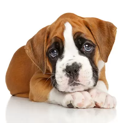Boxer Puppies