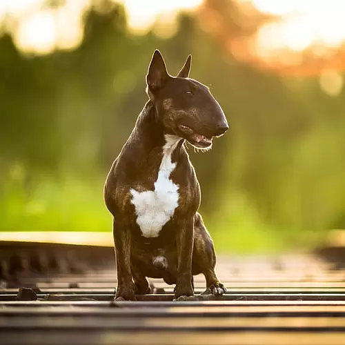 Bull Terrier Puppies