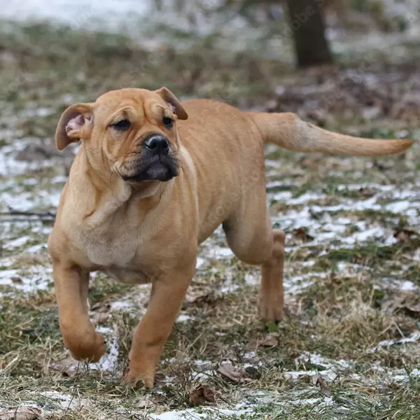 Ca de Bou Puppies